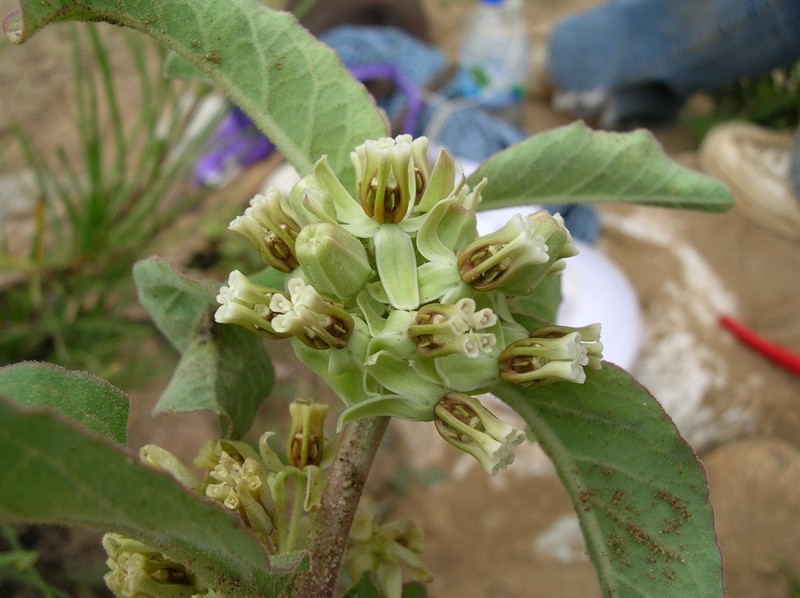 Zizotes Milkweed photo 4