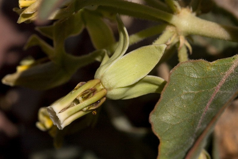 Zizotes Milkweed photo 5