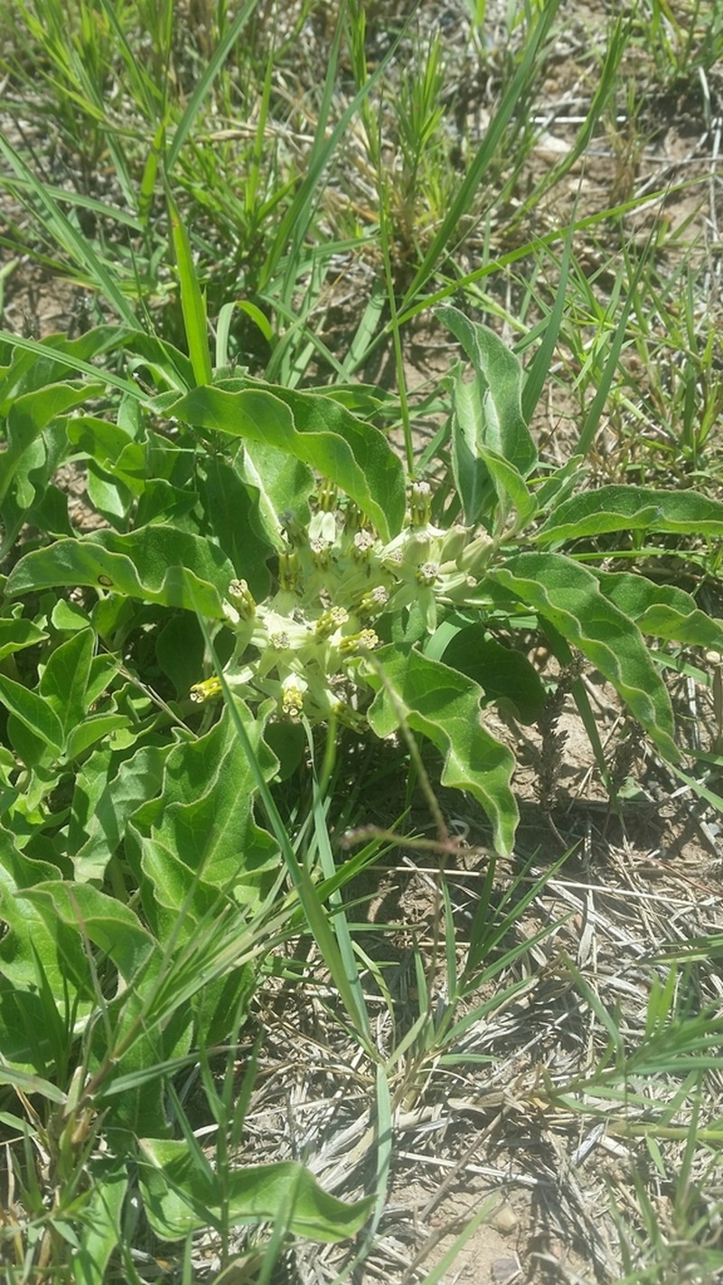 Zizotes Milkweed photo 6