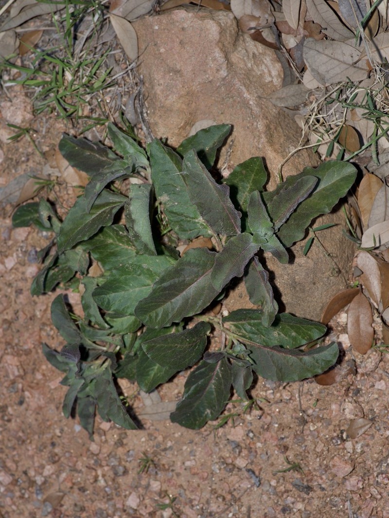 Zizotes Milkweed photo 7