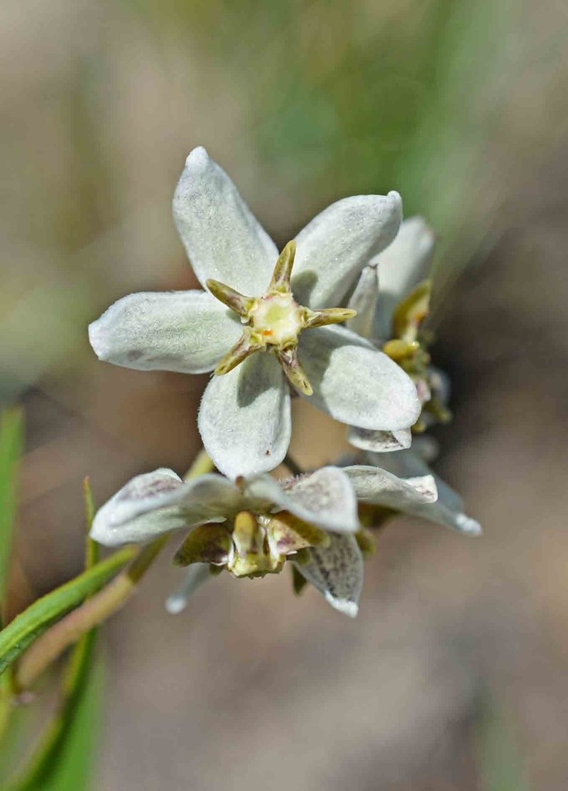 Asclepias oreophila