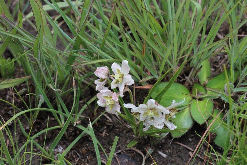 Asclepias oreophila photo 2