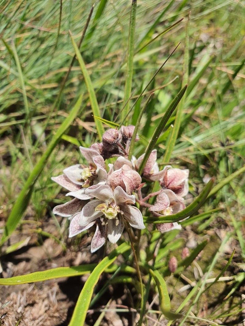Asclepias oreophila photo 3