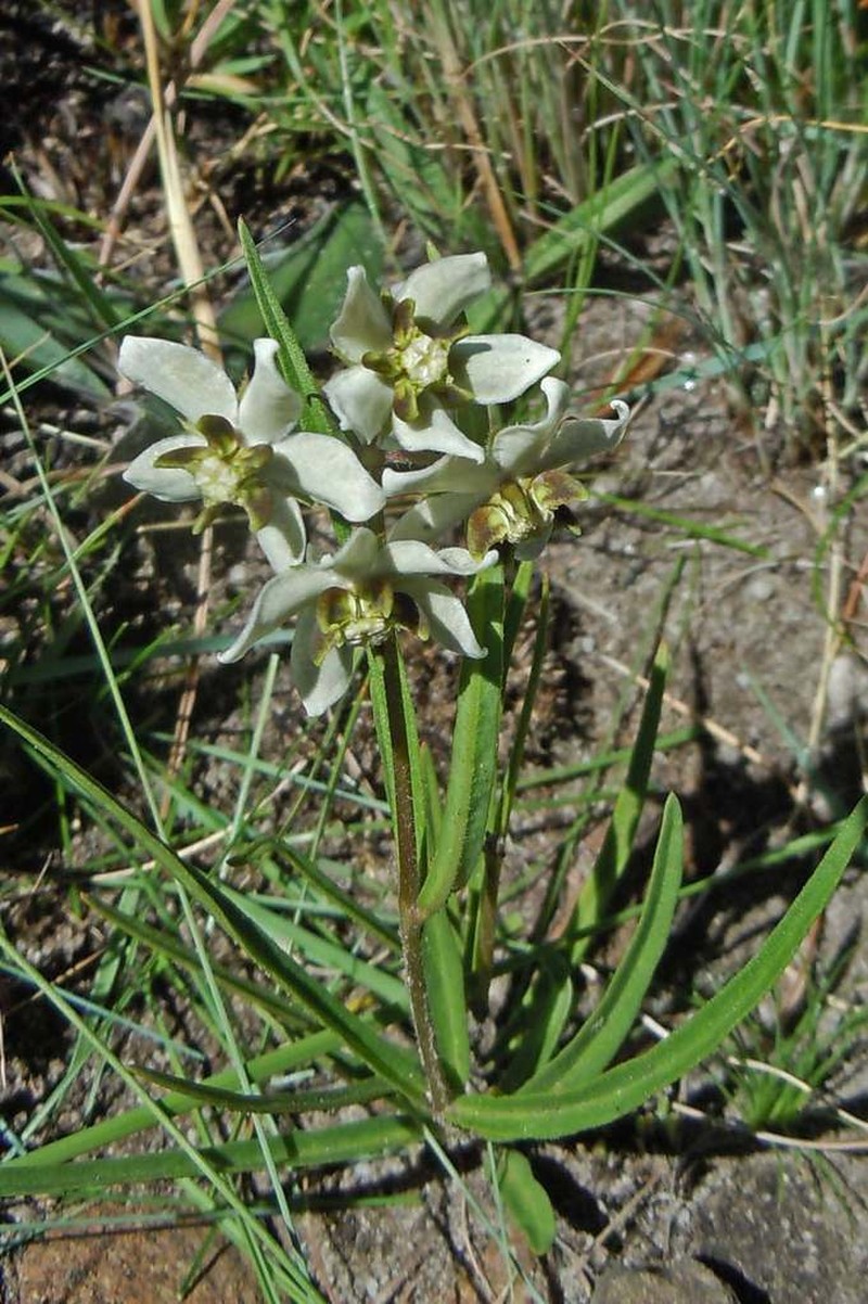 Asclepias oreophila photo 4