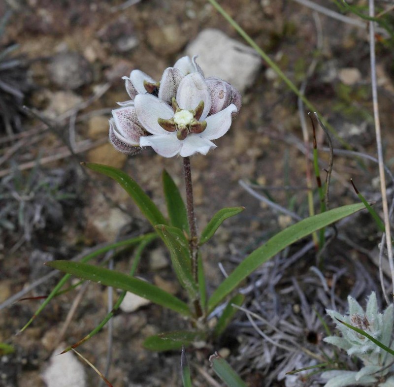 Asclepias oreophila photo 5