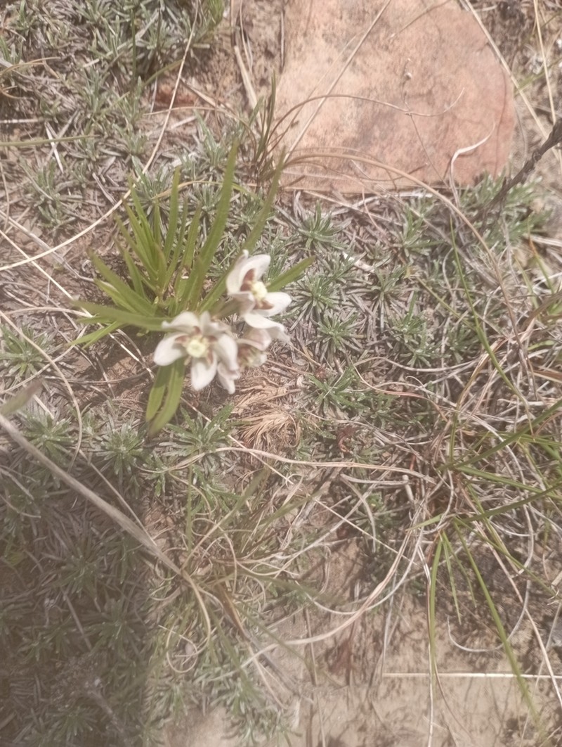 Asclepias oreophila photo 6