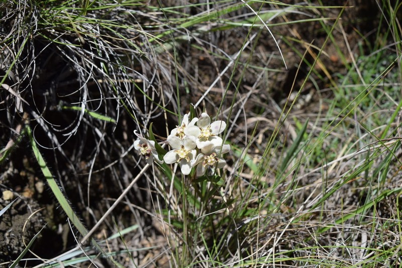 Asclepias oreophila photo 7
