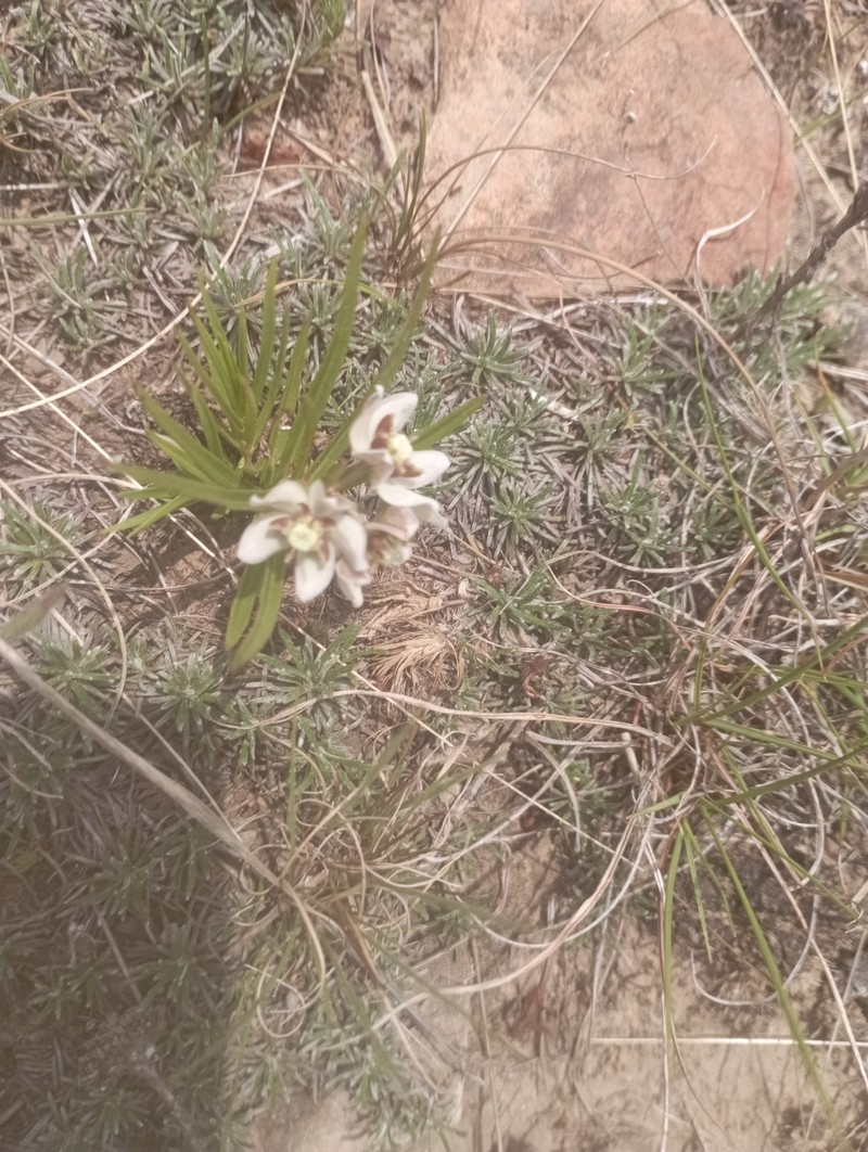 Asclepias oreophila photo 8