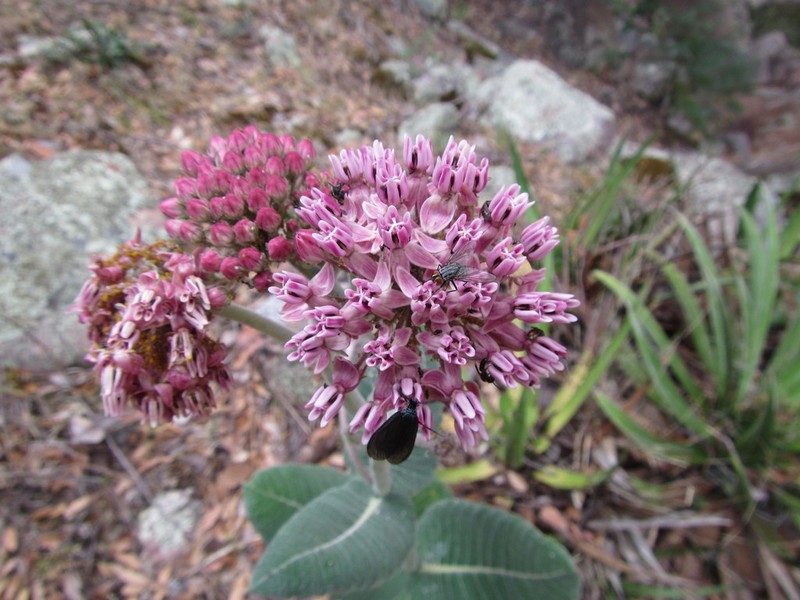 Asclepias otarioides