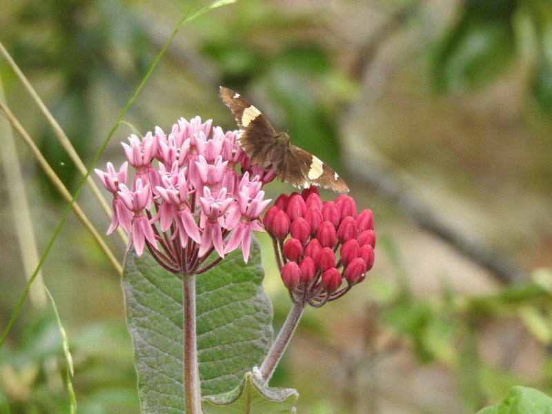 Asclepias otarioides photo 2