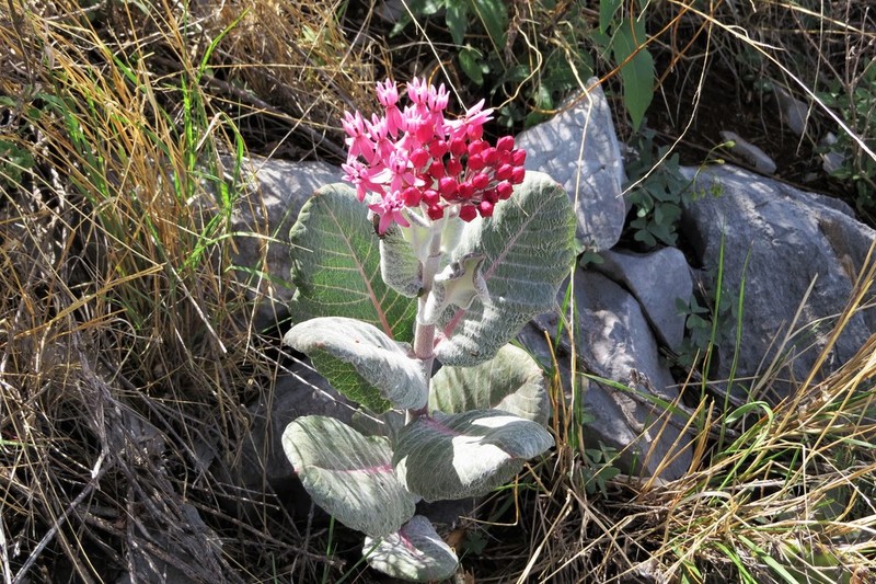 Asclepias otarioides photo 3