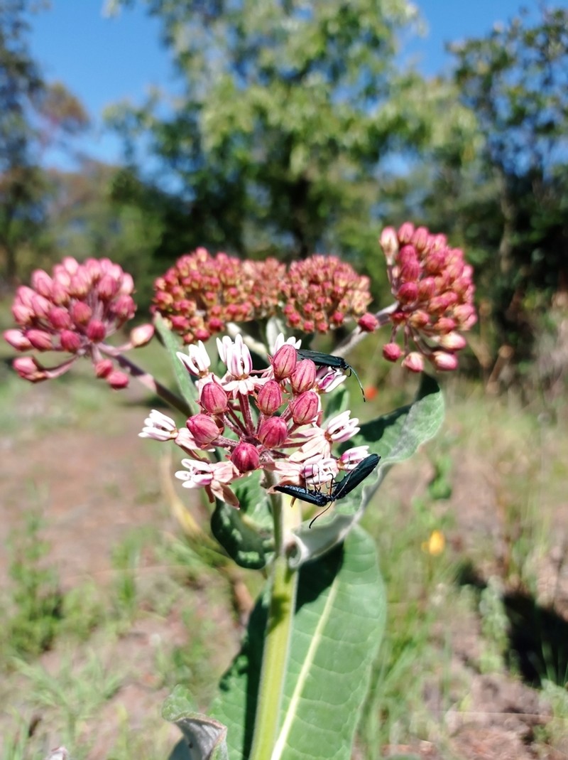 Asclepias otarioides photo 4