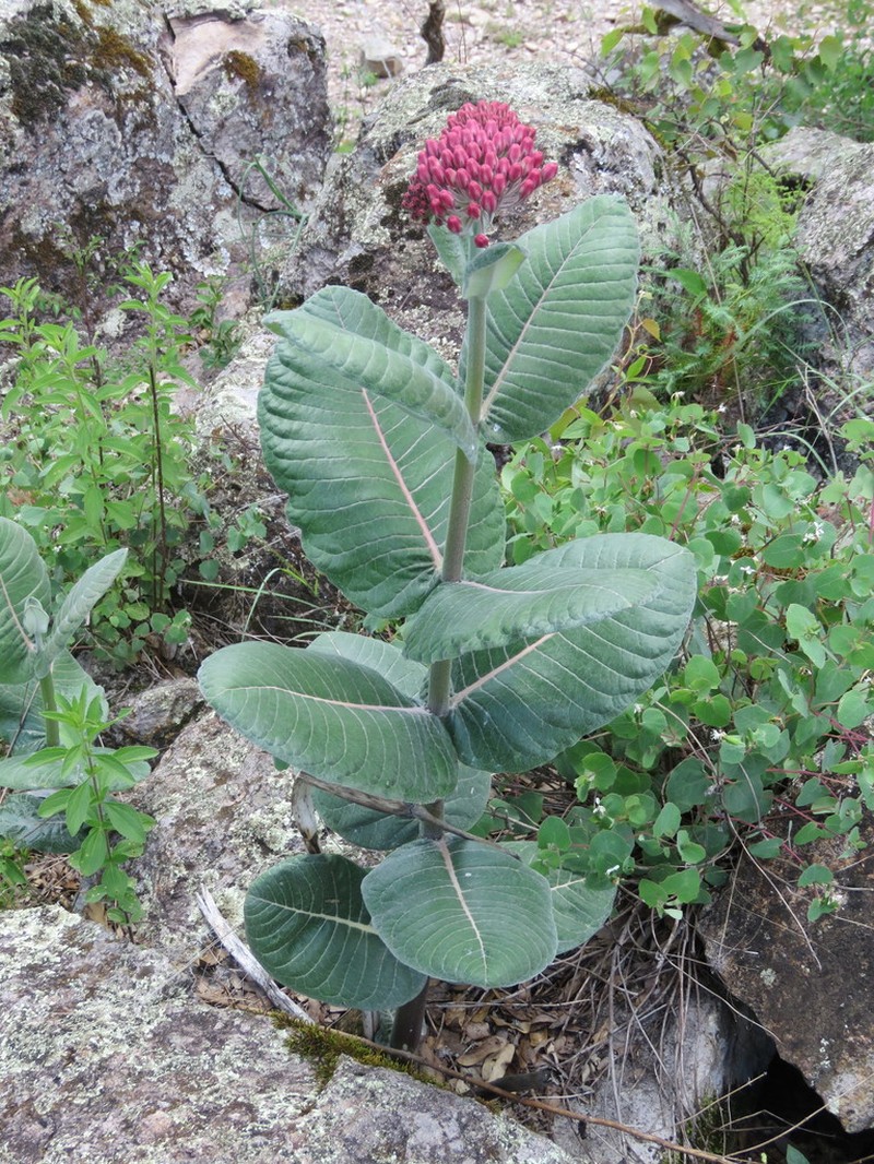 Asclepias otarioides photo 5