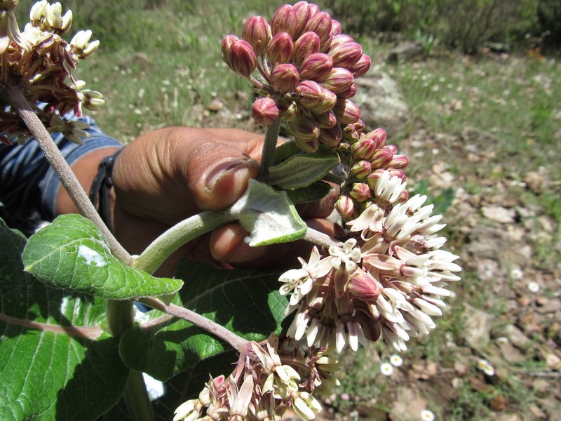 Asclepias otarioides photo 6