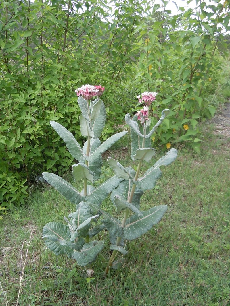 Asclepias otarioides photo 7