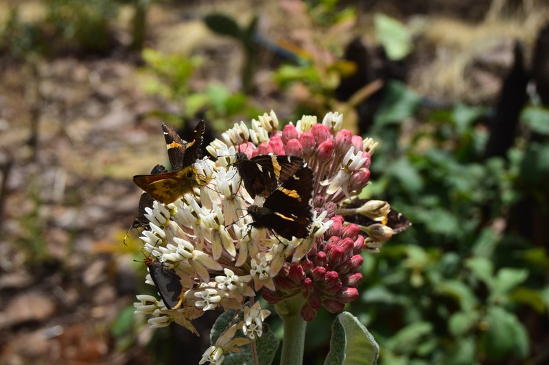 Asclepias otarioides photo 8
