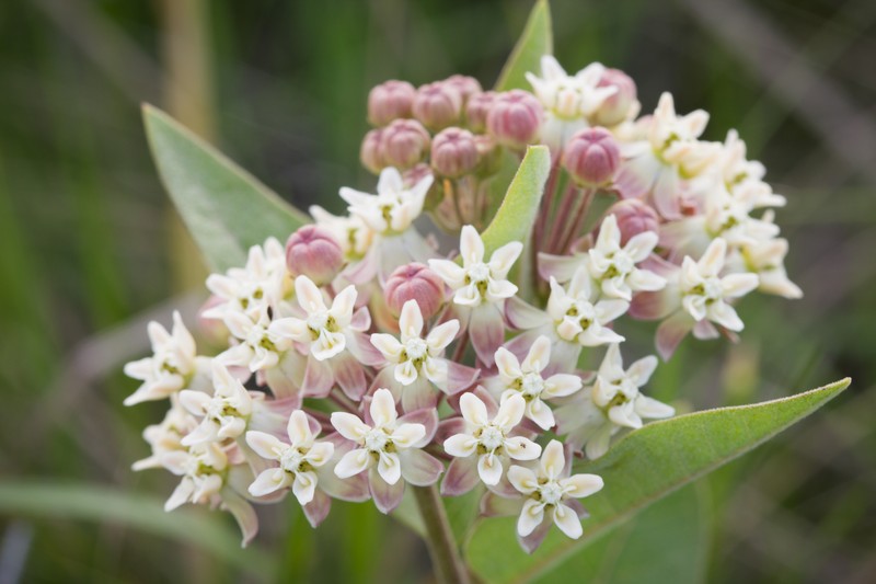 Oval-Leaf Milkweed