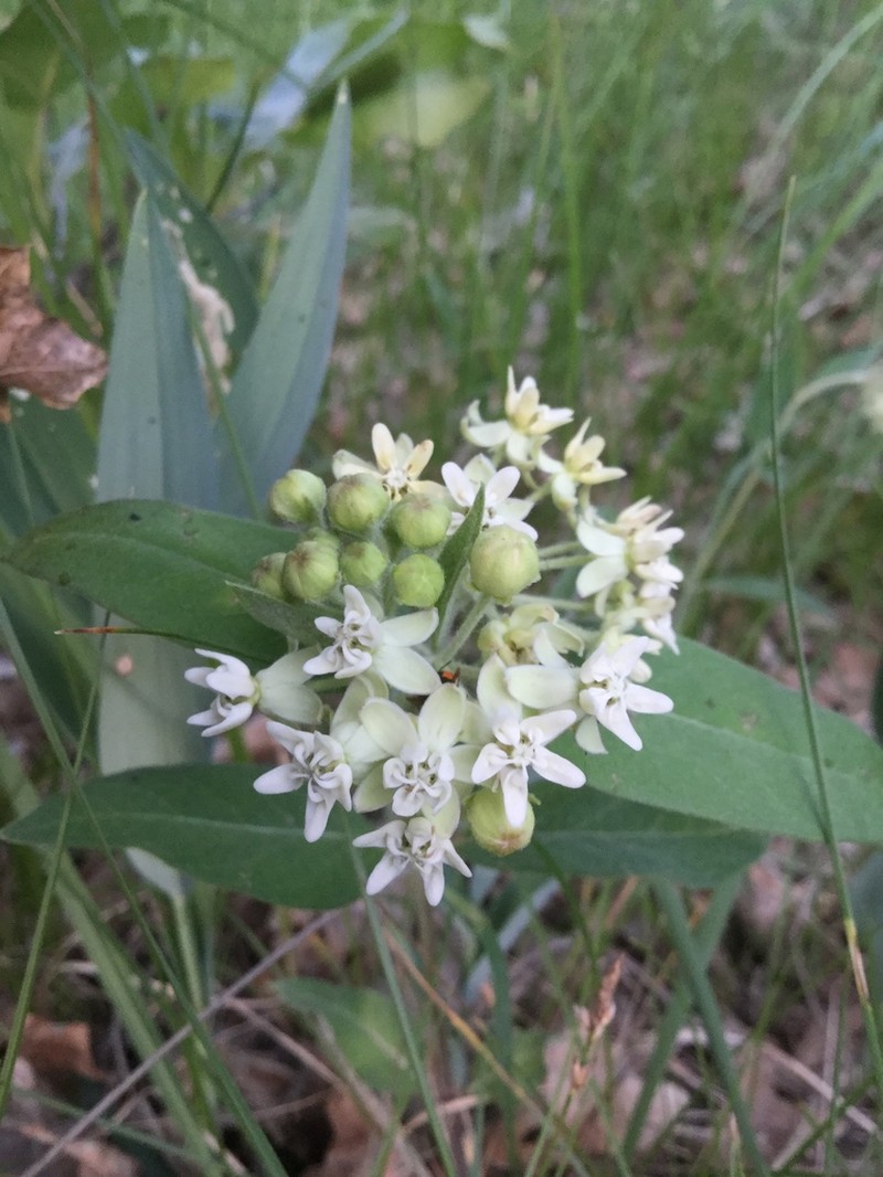 Oval-Leaf Milkweed