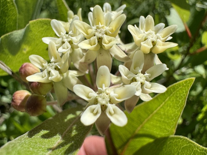 Oval-Leaf Milkweed photo 2