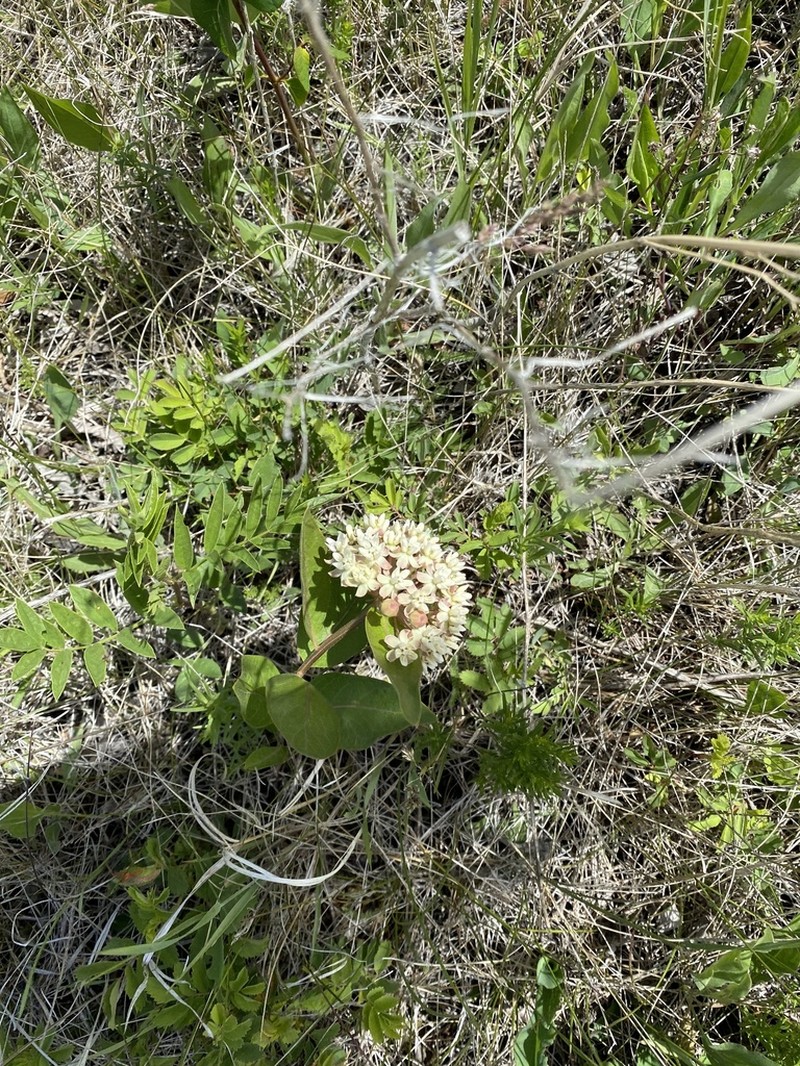 Oval-Leaf Milkweed photo 3