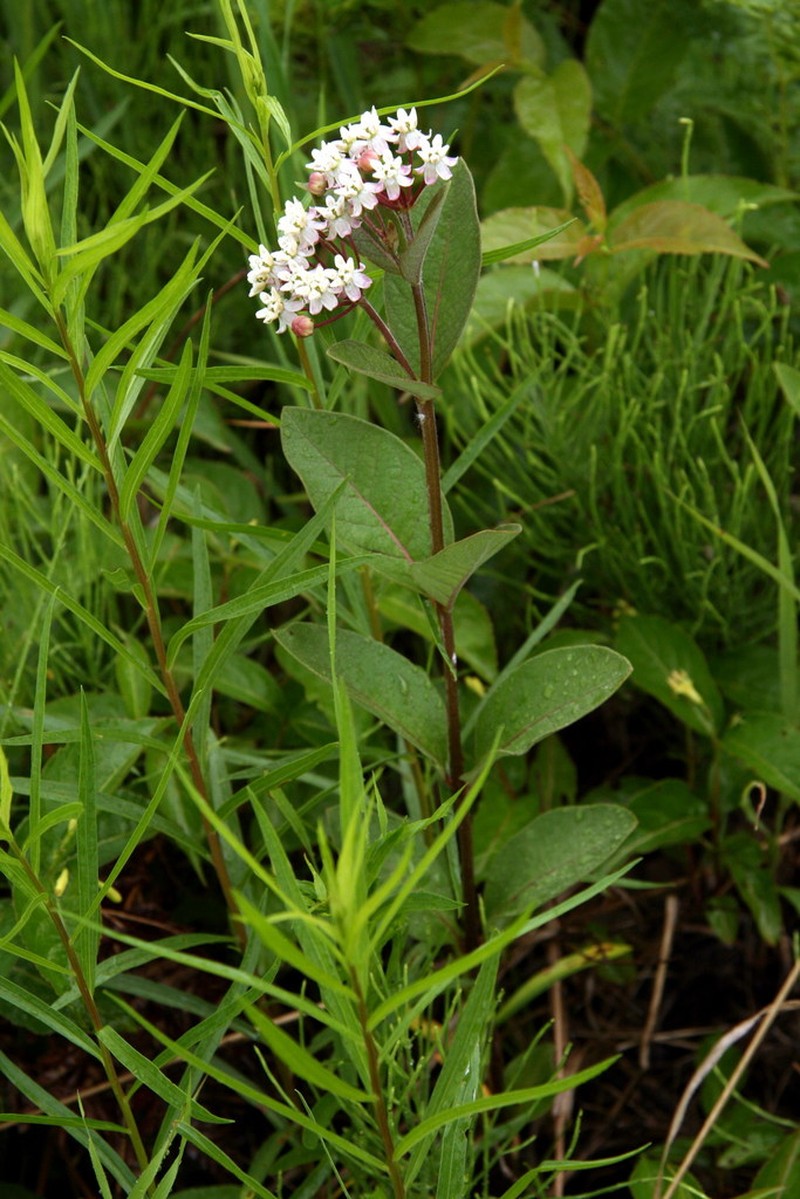 Oval-Leaf Milkweed photo 4