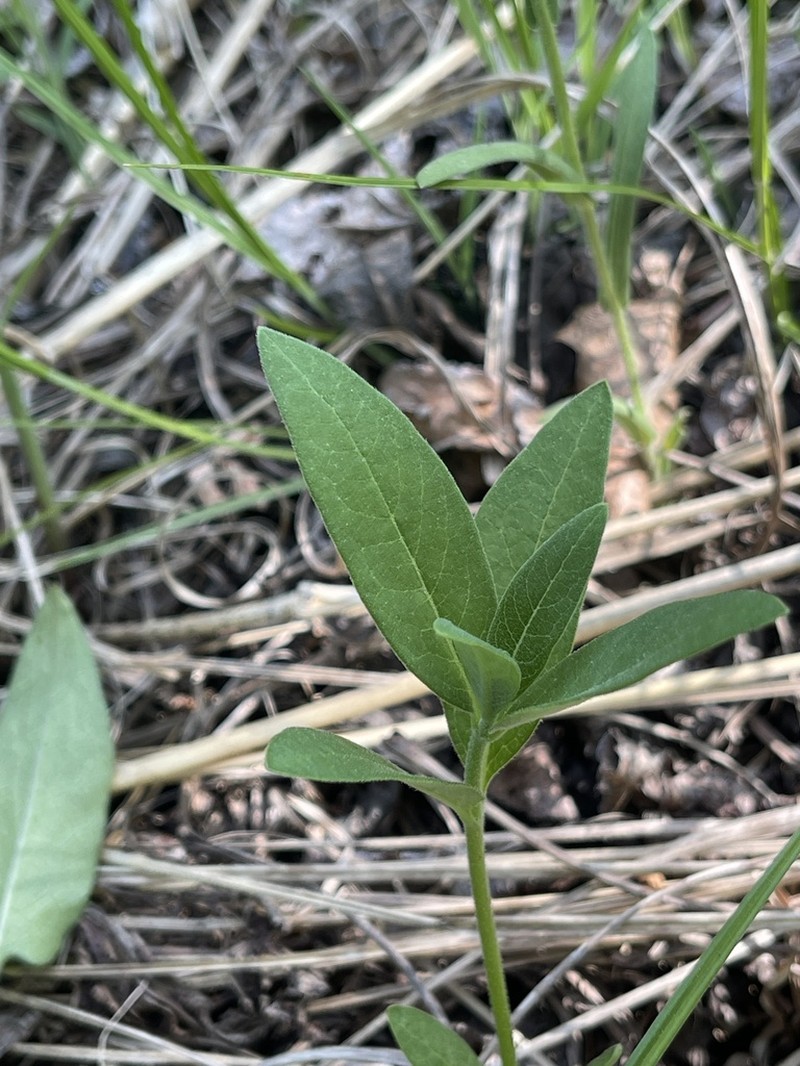 Oval-Leaf Milkweed photo 5