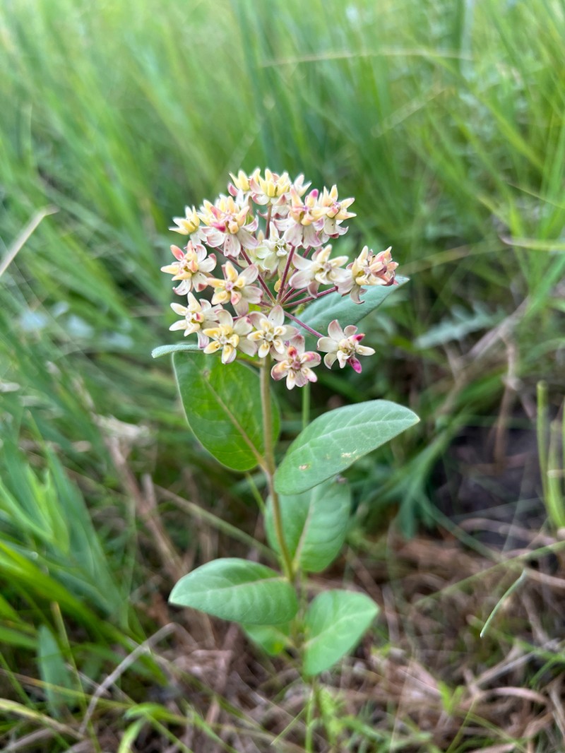 Oval-Leaf Milkweed photo 6