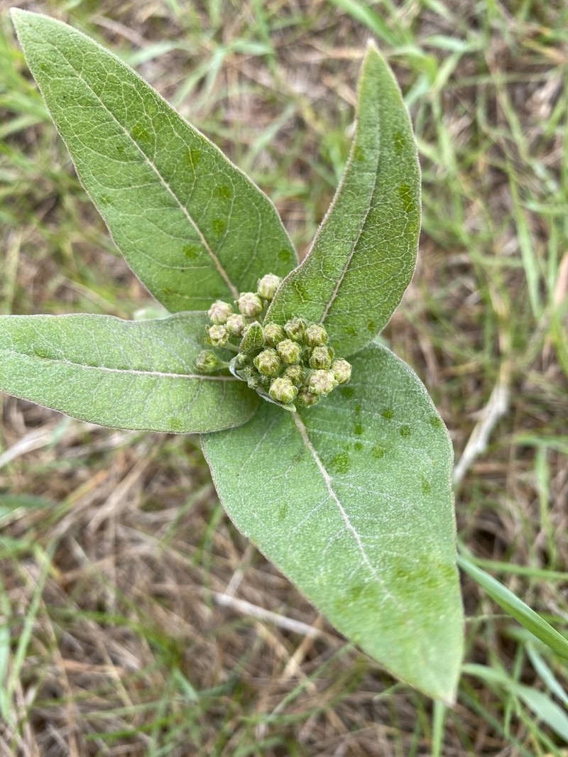 Oval-Leaf Milkweed photo 7