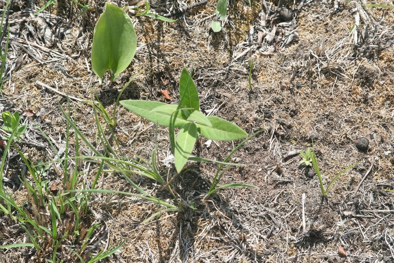 Oval-Leaf Milkweed photo 8
