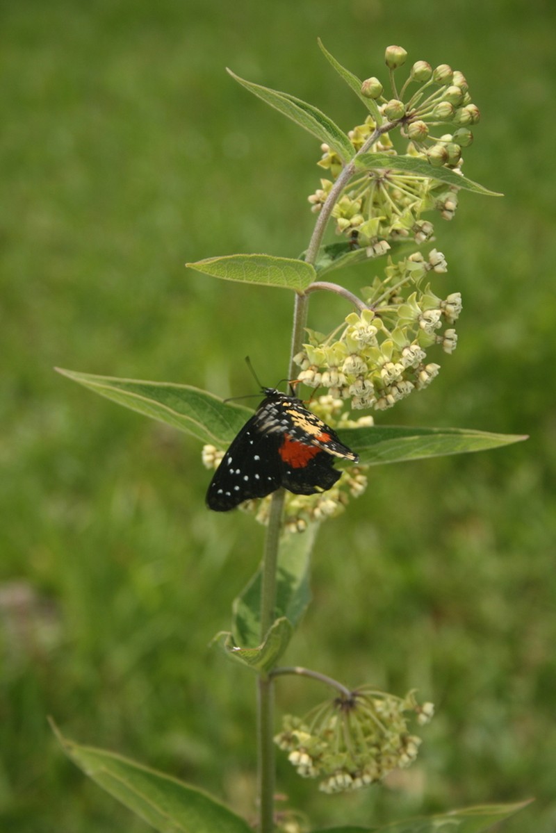 Asclepias ovata