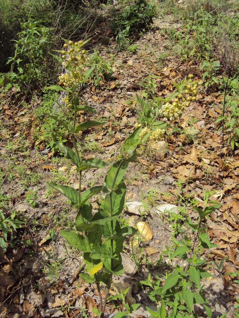 Asclepias ovata photo 2