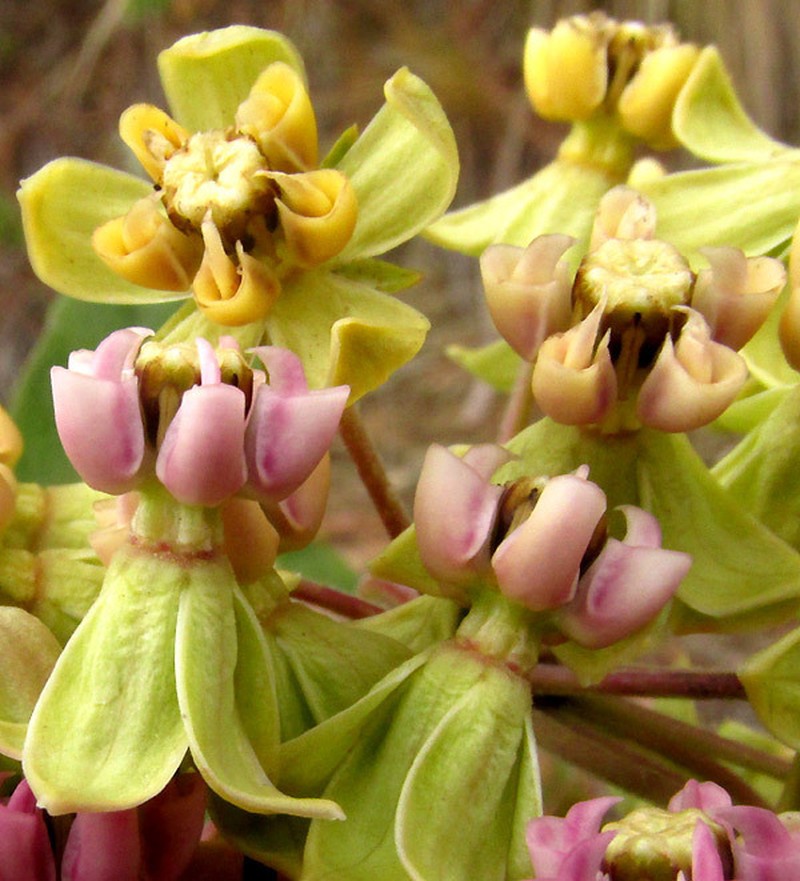 Asclepias ovata photo 3