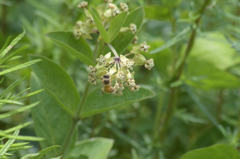 Asclepias ovata photo 4
