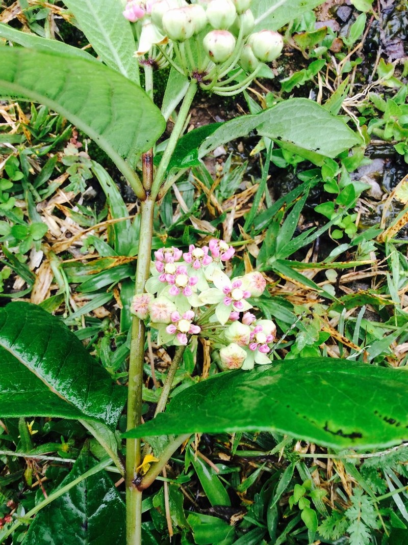 Asclepias ovata photo 5