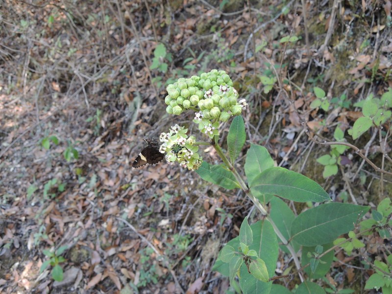 Asclepias ovata photo 6