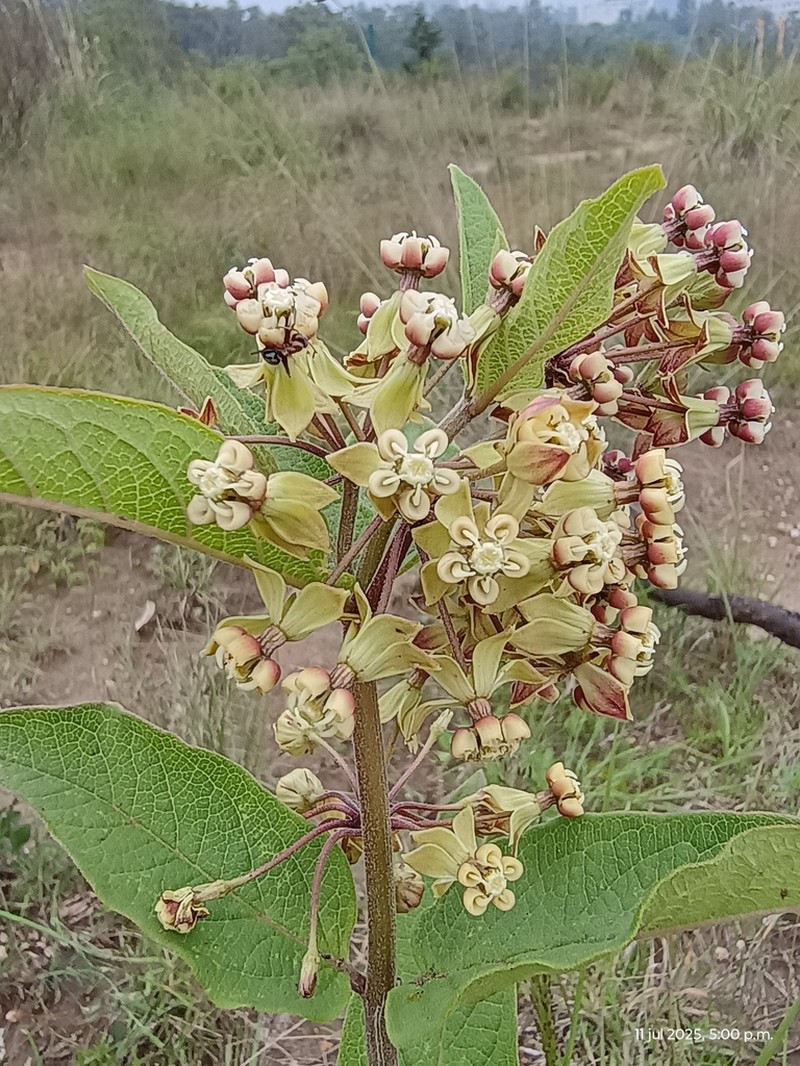 Asclepias ovata photo 7