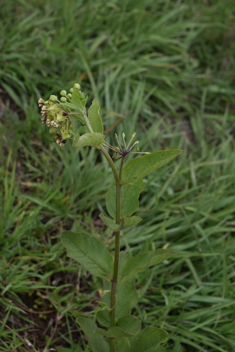 Asclepias ovata photo 8