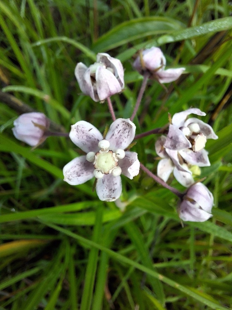 Asclepias palustris photo 5