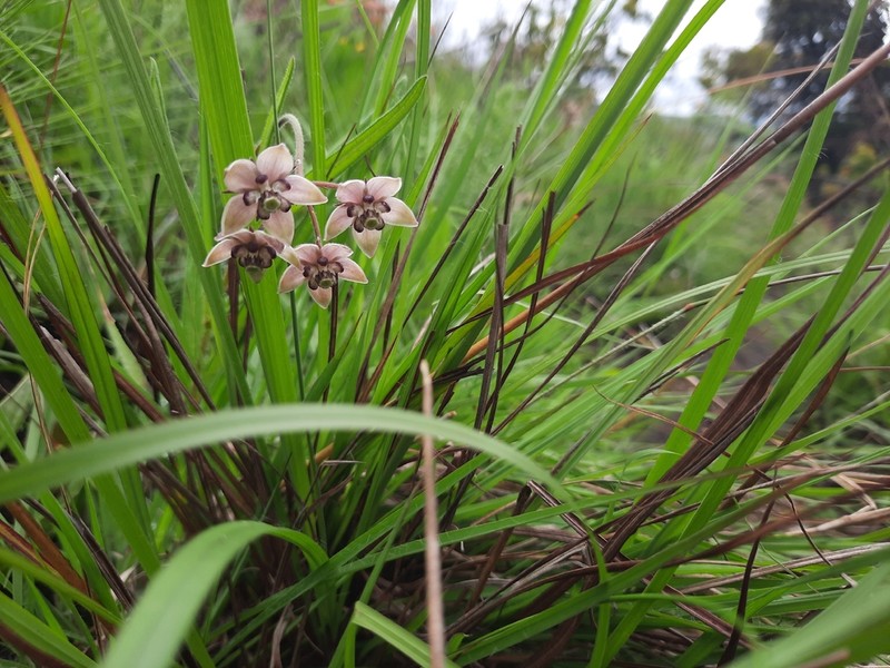 Asclepias palustris photo 6