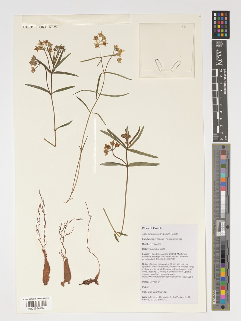 Asclepias palustris photo 7