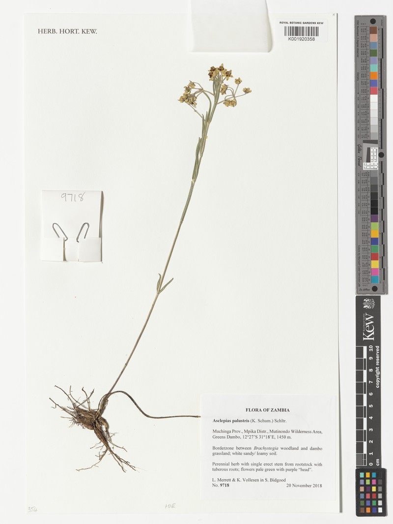 Asclepias palustris photo 8