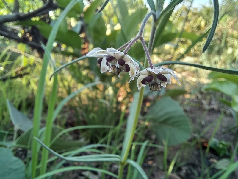Asclepias palustris photo 2