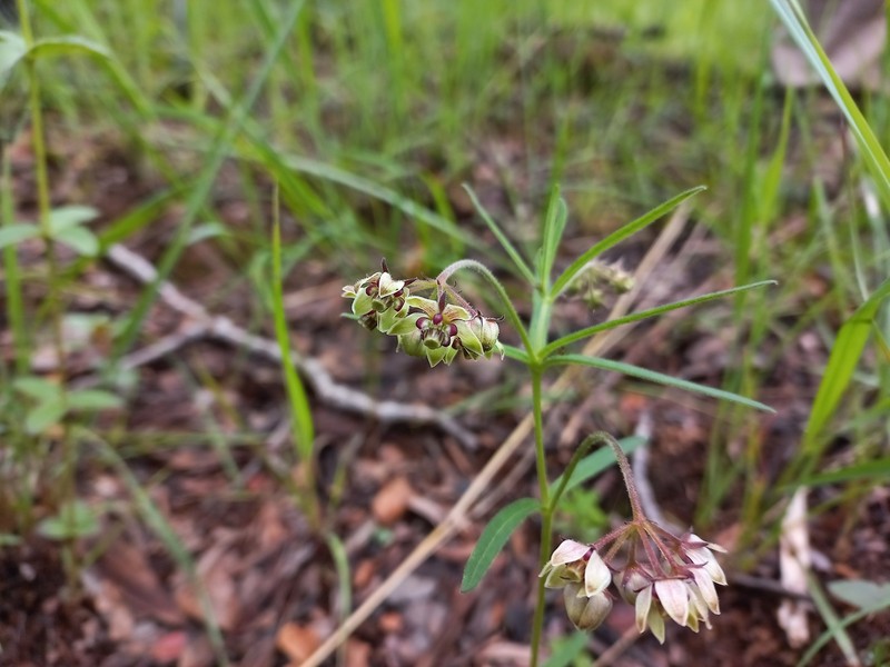 Asclepias palustris photo 4