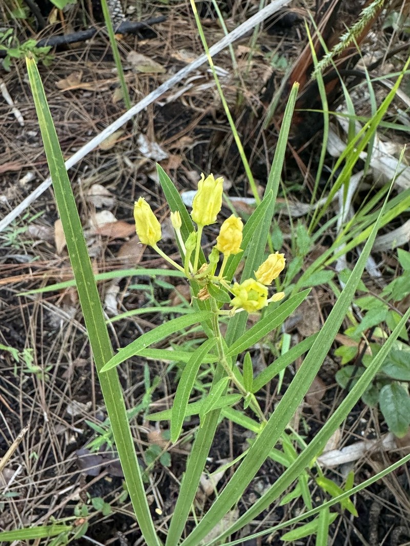 Savannah Milkweed photo 2