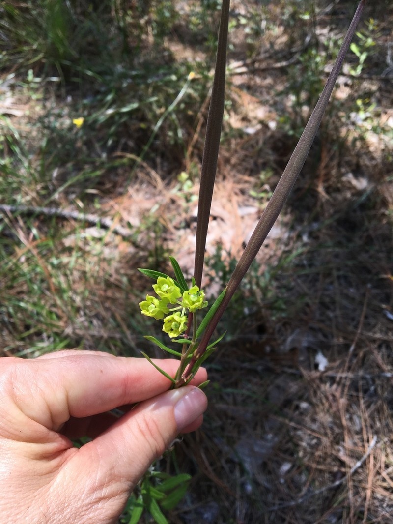 Savannah Milkweed photo 3