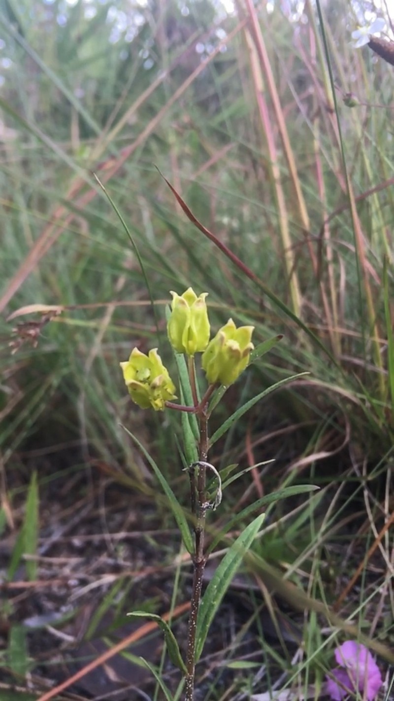 Savannah Milkweed photo 4