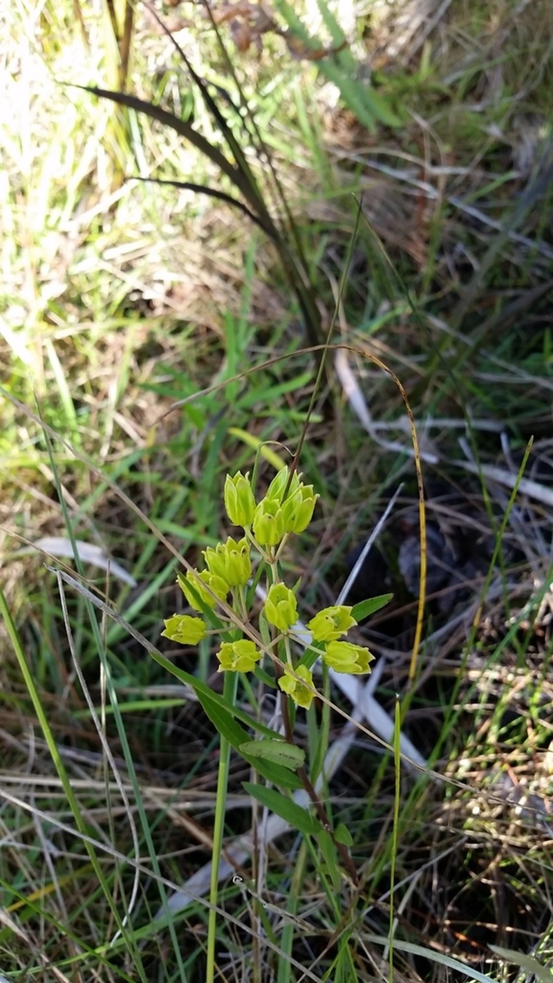Savannah Milkweed photo 5