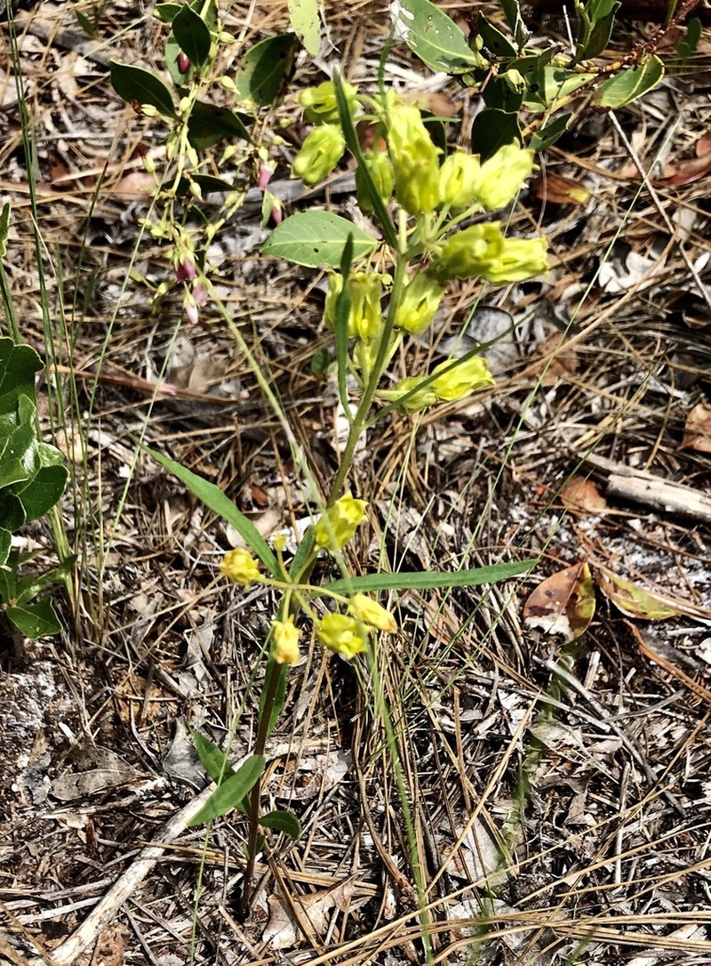 Savannah Milkweed photo 6
