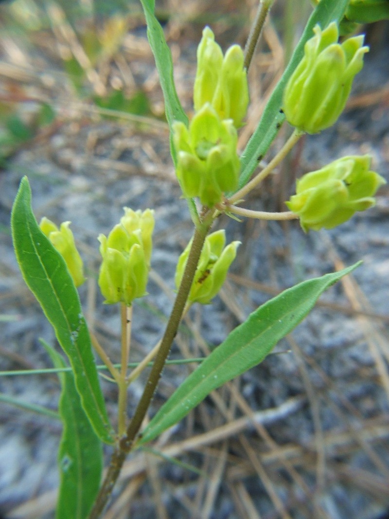 Savannah Milkweed photo 7