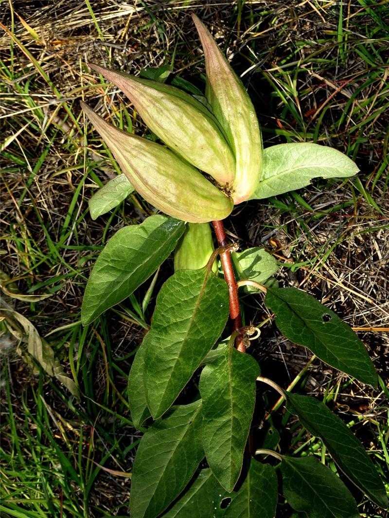 Asclepias pellucida